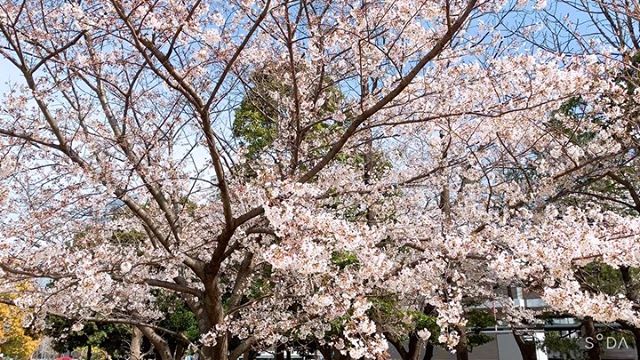 自粛の週末…。・・気持ちを少しでも明るくしたいのでお散歩の時にみた綺麗な桜をアップ・・どんなときでも綺麗に咲いて気持ちを明るくしてくれる桜・・来年は笑って仲間とワイワイみられる事を信じて…・・1日でもはやくみなさんにたくさんの笑顔がみられますように…・・私もたくさんの笑顔をみなさんに届けられるように頑張ります・・みなさん。頑張りましょう〜・・#桜#外出自粛 #週末#よい天気#明るい未来#コロナに負けるな #コロナウイルスが早く終息しますように #必ず春は来る #お家時間 #みんなでがんばろう#パーティープランナー#笑顔が人を幸せにする (Instagram)